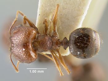 Media type: image;   Entomology 23173 Aspect: habitus dorsal view